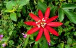 Passiflora racimosa Passiflora racimosa