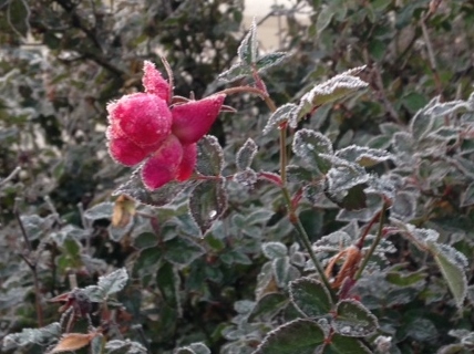 collin co frozen rose collin co frozen rose