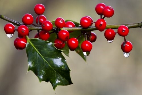 Holly Berries with ice Holly Berries with ice